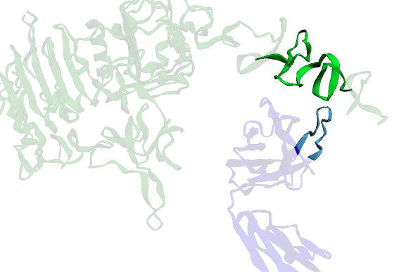 A view of the antibody heavy chain in blue and the target molecule in green