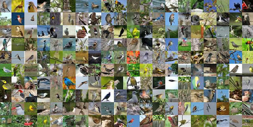 Bird Dataset